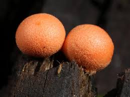 Attēlu rezultāti vaicājumam “Lycogala sphaeroconicum sessile”