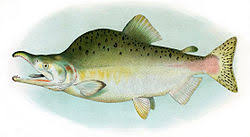 Image result for Oncorhynchus