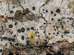 Attēlu rezultāti vaicājumam “Acrocordia gemmata”