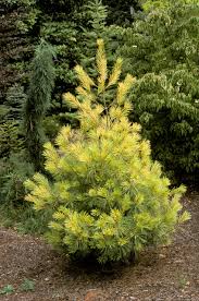 Attēlu rezultāti vaicājumam “Pinus”