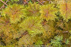 Attēlu rezultāti vaicājumam “Ptilium crista-castrensis”