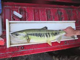 Image result for Oncorhynchus keta