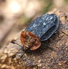 Attēlu rezultāti vaicājumam “Oiceoptoma thoracicum”