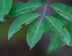 Attēlu rezultāti vaicājumam “Sambucus racemosa leaf”