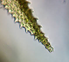 Attēlu rezultāti vaicājumam “Thuidium assimile”