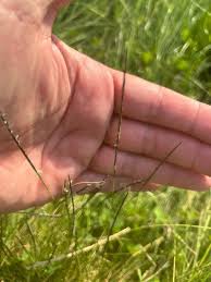 Attēlu rezultāti vaicājumam “Nardus stricta fruit”