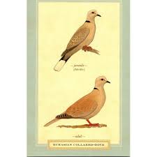 Attēlu rezultāti vaicājumam “Streptopelia decaocto adult”