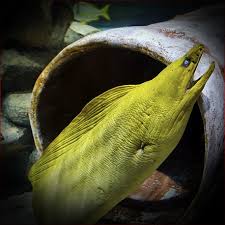 Image result for Gymnothorax funebris