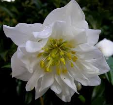 Attēlu rezultāti vaicājumam “Helleborus niger”