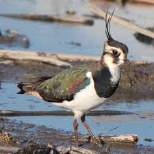 Attēlu rezultāti vaicājumam “Vanellus vanellus”