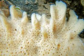 Attēlu rezultāti vaicājumam “Spongilla lacustris”