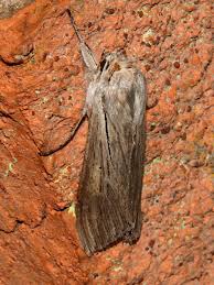 Attēlu rezultāti vaicājumam “Cucullia umbratica”