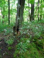 Attēlu rezultāti vaicājumam “Cardaminopsis arenosa fruit”