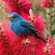 Image result for Passerina cyanea