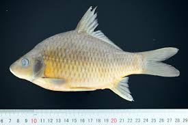 Image result for Cyprinus multitaeniatus