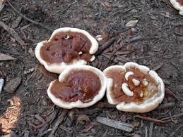 Attēlu rezultāti vaicājumam “Colloderma robustum sessile”