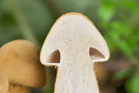 Attēlu rezultāti vaicājumam “Phaeolepiota aurea”