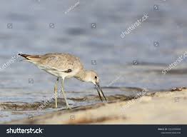 Image result for Calidris himantopus