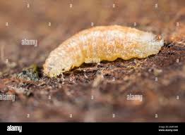 Attēlu rezultāti vaicājumam “Syrphus sp. larva”