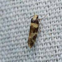 Attēlu rezultāti vaicājumam “Oecophoridae”