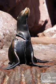 Image result for Zalophus californianus