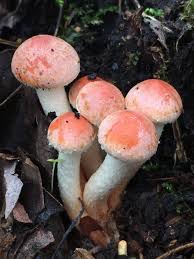 Attēlu rezultāti vaicājumam “Hypholoma lateritium”