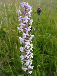 Attēlu rezultāti vaicājumam “Gymnadenia conopsea flower”