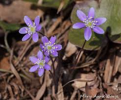 Attēlu rezultāti vaicājumam “Hepatica nobilis bud”