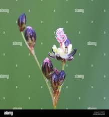 Attēlu rezultāti vaicājumam “Juncus gerardii bud”