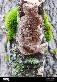 Attēlu rezultāti vaicājumam “Datronia mollis”