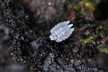 Attēlu rezultāti vaicājumam “Orthezia urticae”