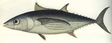 Image result for Katsuwonus pelamis
