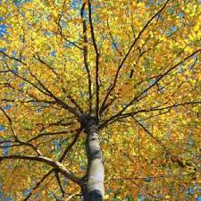 Attēlu rezultāti vaicājumam “Betula”