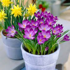 Attēlu rezultāti vaicājumam “Crocus tommasinianus flower”