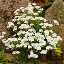 Image result for Schleifenblume