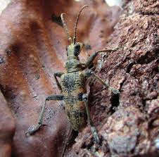 Attēlu rezultāti vaicājumam “Paracorymbia maculicornis imago”