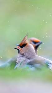Attēlu rezultāti vaicājumam “Bombycilla garrulus adult”