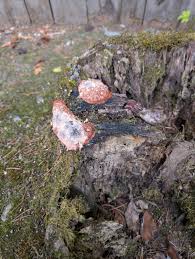 Attēlu rezultāti vaicājumam “Fuligo laevis”