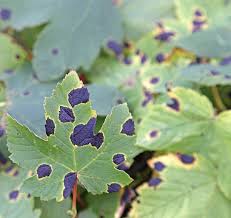 Attēlu rezultāti vaicājumam “Rhytisma acerinum”