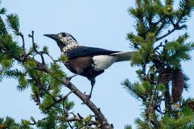 Attēlu rezultāti vaicājumam “Nucifraga caryocatactes adult”