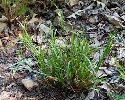 Attēlu rezultāti vaicājumam “Carex digitata fruit”