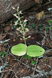 Attēlu rezultāti vaicājumam “Listera cordata fruit”