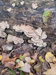 Attēlu rezultāti vaicājumam “Trametes ochracea”