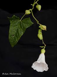Attēlu rezultāti vaicājumam “Calystegia inflata leaf”