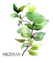 Image result for Majoran