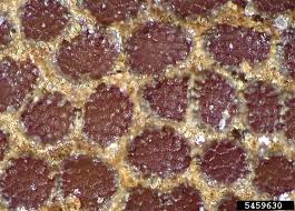 Attēlu rezultāti vaicājumam “Geranium dissectum fruit”