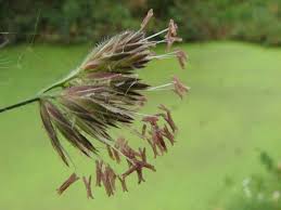 Attēlu rezultāti vaicājumam “Dactylis polygama”