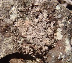 Attēlu rezultāti vaicājumam “Lecanactis abietina”