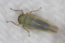 Attēlu rezultāti vaicājumam “Macrosteles sp.”