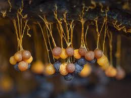 Attēlu rezultāti vaicājumam “Comatricha fragilis spores”